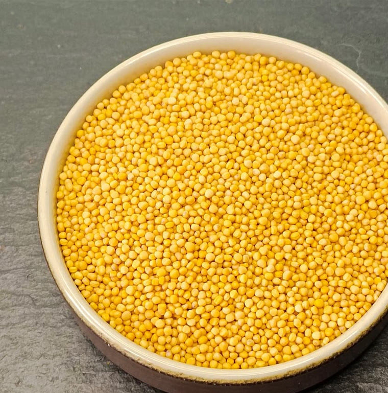 Moutarde jaune graines
